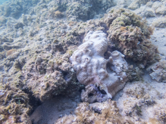 Montipora capitata