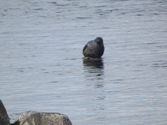 Pusa hispida hispida