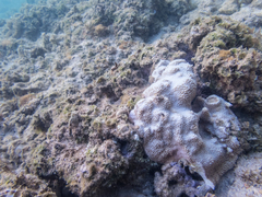 Montipora capitata