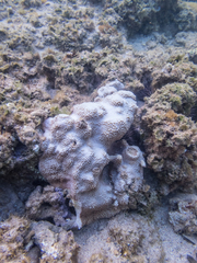 Montipora capitata