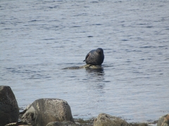 Pusa hispida hispida