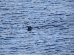 Pusa hispida hispida