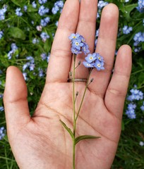 Myosotis sylvatica
