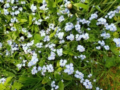 Myosotis sylvatica