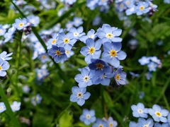 Myosotis sylvatica