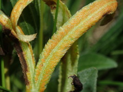 Puccinia sii-falcariae