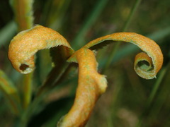 Puccinia sii-falcariae