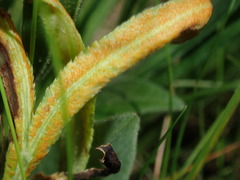 Puccinia sii-falcariae