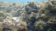 Montipora capitata