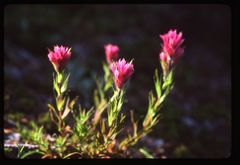 Castilleja parviflora olympica
