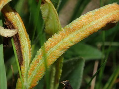 Puccinia sii-falcariae