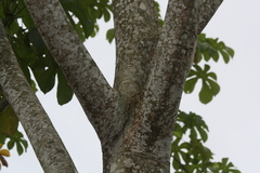 Urticaceae