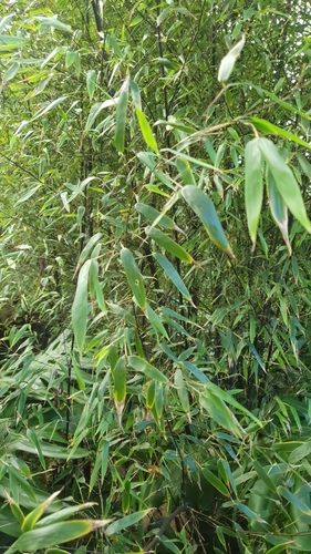 Schizostachyum glaucifolium