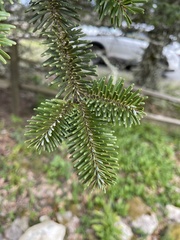 Abies fraseri