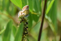 Leptotes marina