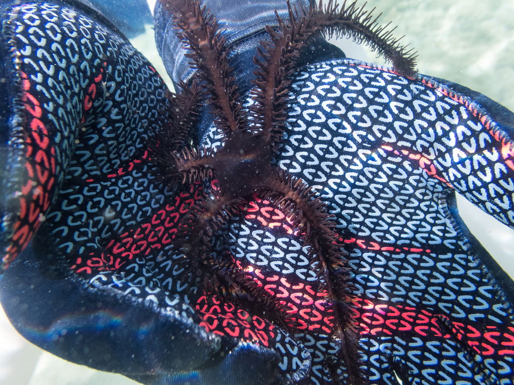 Ophiocoma erinaceus