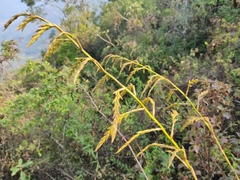 Racinaea ghiesbreghtii