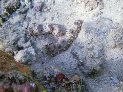 Holothuria pervicax