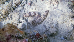 Holothuria pervicax