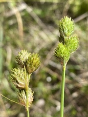 Carex vexans