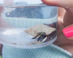 Calcinus laevimanus