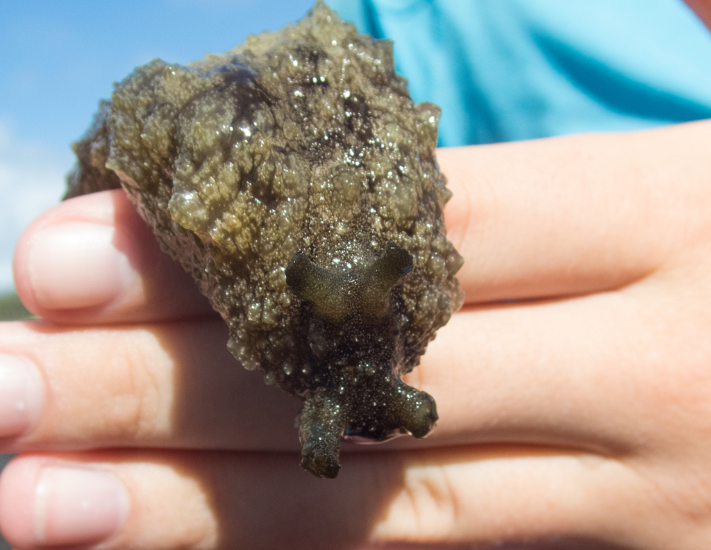 Anvil Sea Hare