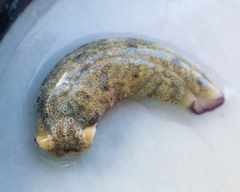 Plakobranchus ocellatus