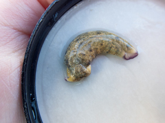 Plakobranchus ocellatus