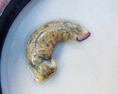 Plakobranchus ocellatus