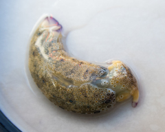 Plakobranchus ocellatus