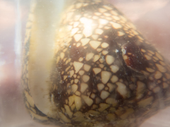 Conus purus