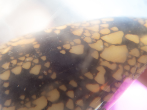 Conus purus