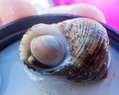 Hawaiian Turbo Snail