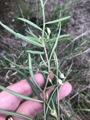 Talinum polygaloides