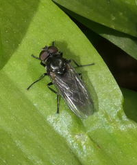 Portevinia maculata