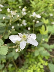 Rubus