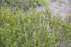 Rhamnus insula