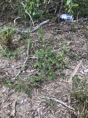 Talinum polygaloides