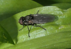 Portevinia maculata