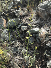 Streptanthus polygaloides