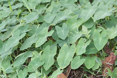 Araceae