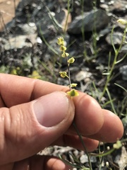 Streptanthus polygaloides