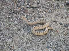 Crotalus cerastes cerastes
