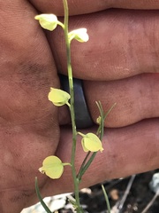 Streptanthus polygaloides