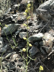 Streptanthus polygaloides