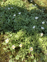 Anemonoides nemorosa