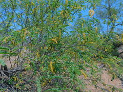 Prosopis articulata