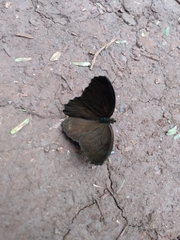 Praepedaliodes phanias