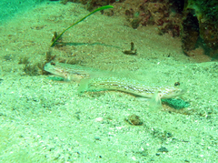 Istigobius hoesei