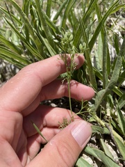 Ammoselinum